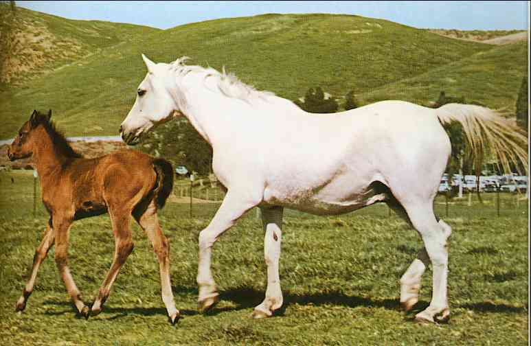 Horses006-Gray and Brown Horses-mom and filly-by Trudie Waltman.jpg