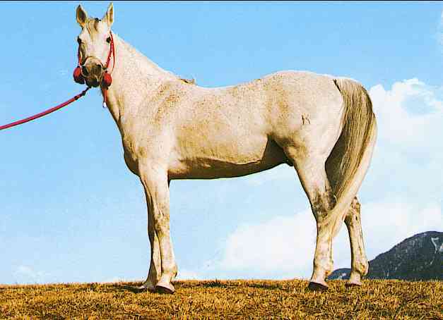 Horses007-Gray Horse-by Trudie Waltman.jpg