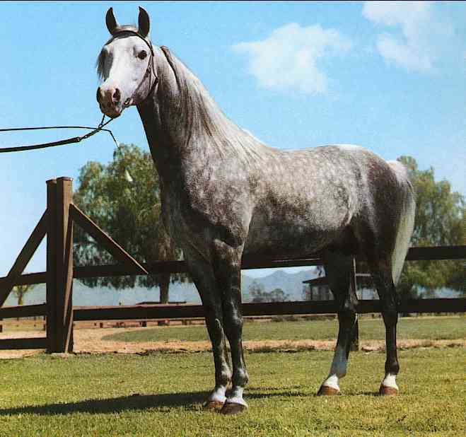 Horses008-Dapple Gray Horse-by Trudie Waltman.jpg