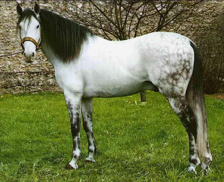 Horses009-Dapple Gray Horse-by Trudie Waltman.jpg