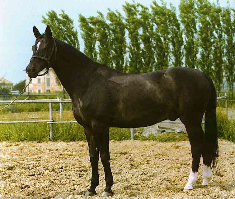 Horses010-Arabian Black Horse-by Trudie Waltman.jpg