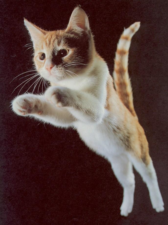 HouseCat Kitten-Leaping-by Linda Bucklin.jpg
