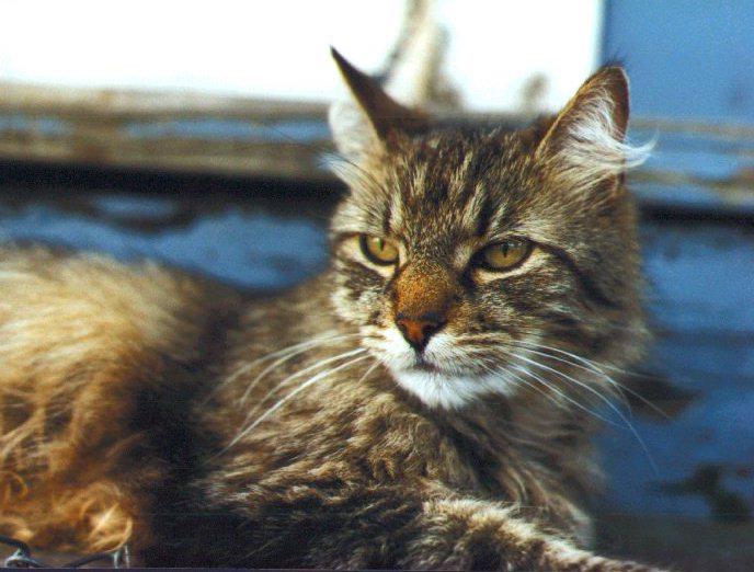 House Cat-Ollie0-kitten closeup-by Linda Bucklin.jpg