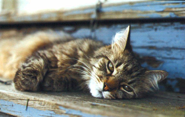 House Cat-Ollie4-kitten-resting-by Linda Bucklin.jpg