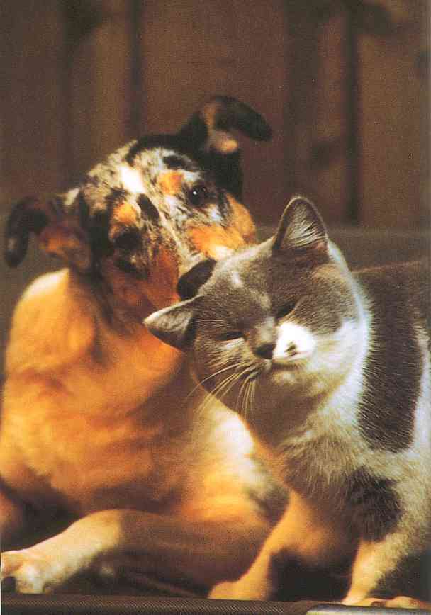 House Cat-and-Dog-TR-by Trudie Waltman.jpg