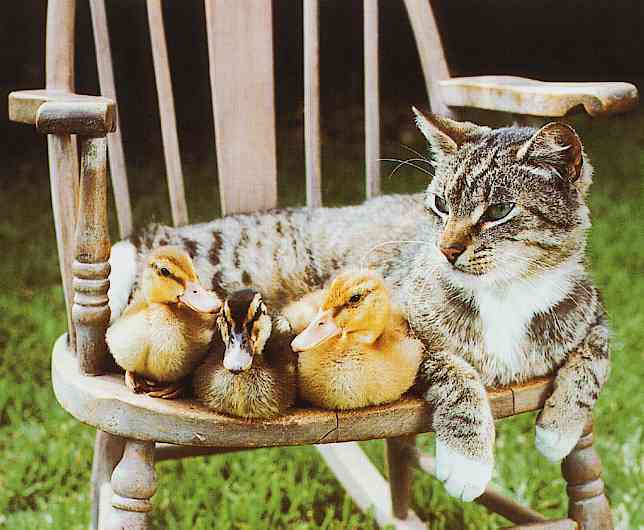 House Cat-with-Duckies-TR-by Trudie Waltman.jpg