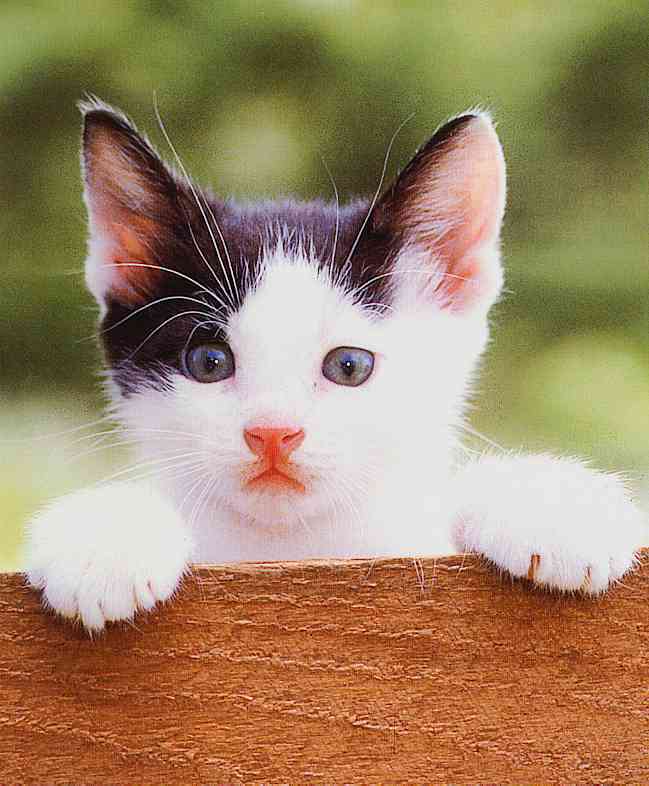 House Cat Kitten001-TR-by Truide Waltman.jpg