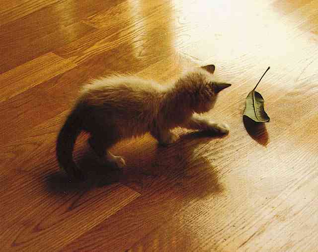 House Cat Kitten004-TR-by Truide Waltman.jpg