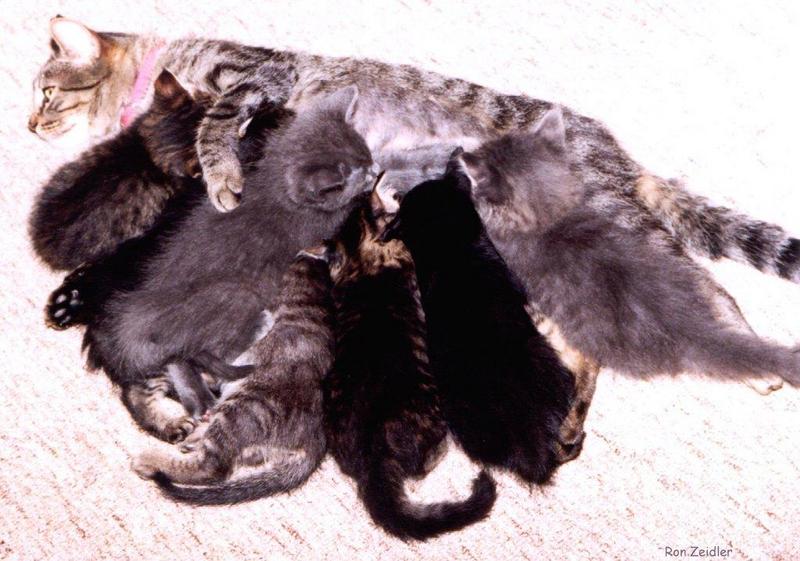 House Cat kittens-7feeding-by Ron Zeidler.jpg