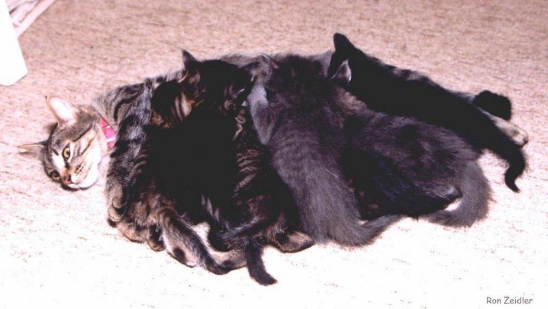 House Cat kittens-7kittens-by Ron Zeidler.jpg