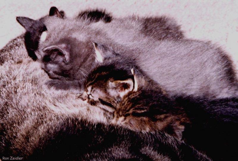 House Cat kittens-feeding-by Ron Zeidler.jpg