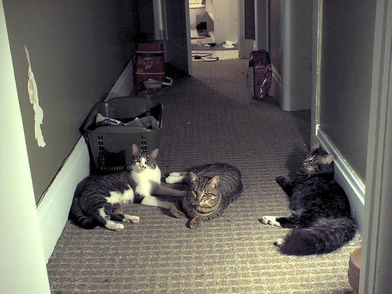 House Cats14-by Mike Sharrard.jpg