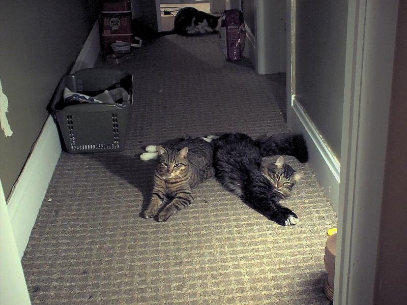 House Cats18-by Mike Sharrard.jpg