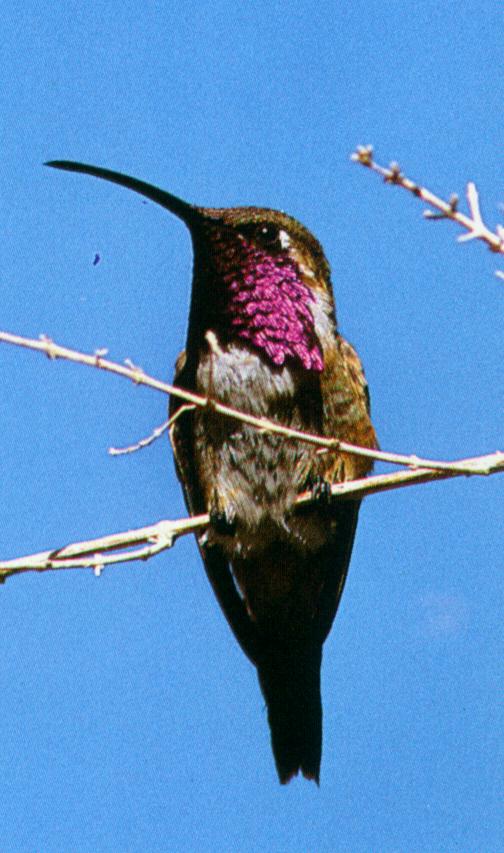 Hummingbird-OnBranch-Hum lu.jpg
