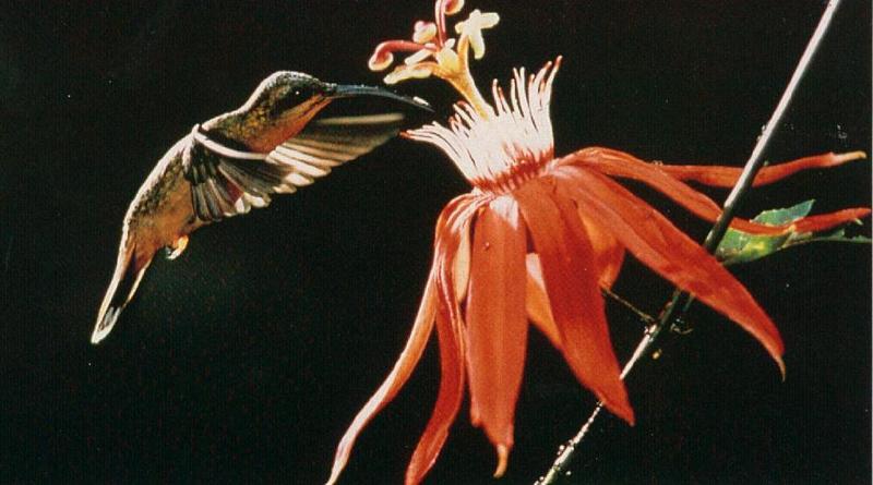 Hummingbird-SippingNectar-Closeup.jpg