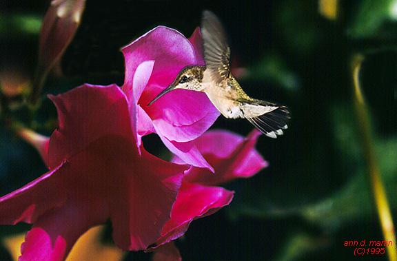 Hummingbird-flower2.jpg