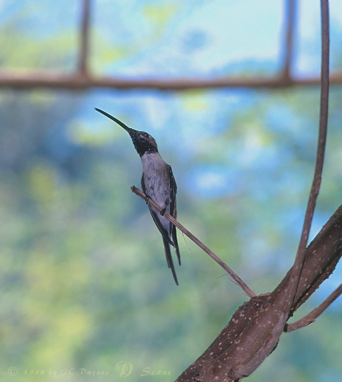 Hummingbird-on branch.jpg