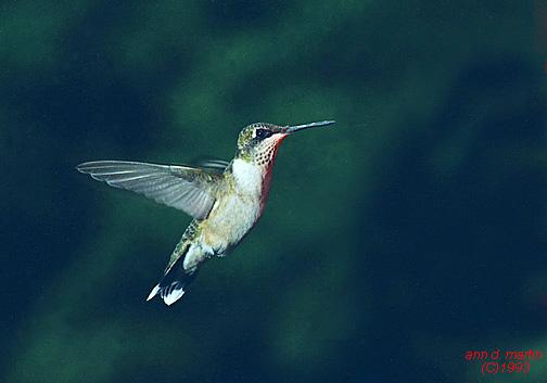 Hummingbird0-female1-flight.jpg