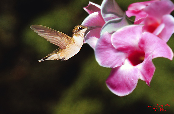 Hummingbird0-female4-flight2flower.jpg