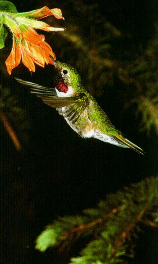 Hummingbird0-male-SippingNectar.jpg