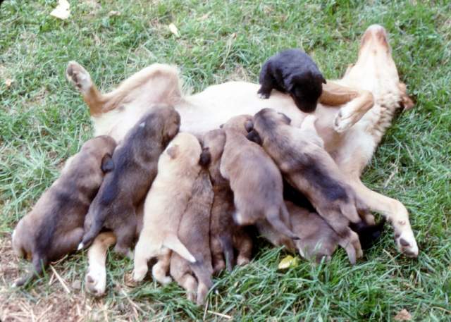 Hungry Dog Puppies2-by George.jpg
