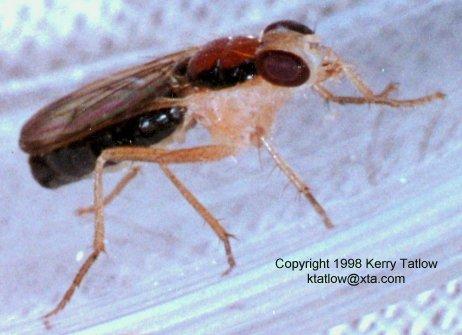 Hymenoptera Weird Fly-ktatlow@xta.com-by Kerry Tatlow.jpg
