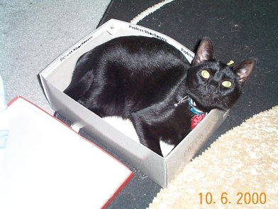 Illiana-Black House Cat Kitten-10-6-2000-by Lynda K.jpg