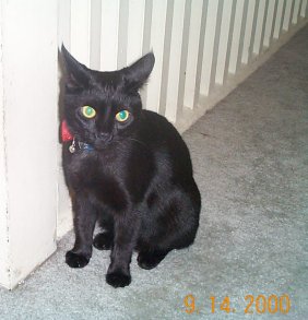 Illiana-Black House Cat Kitten-9-14-2000-by Lynda K.jpg