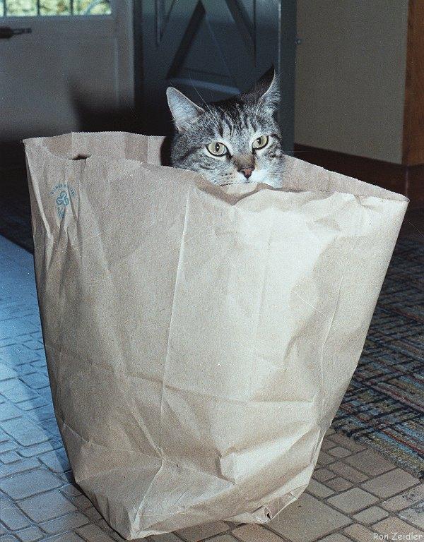 InBag-House Cat-in paper bag-by Ron Zeidler.jpg