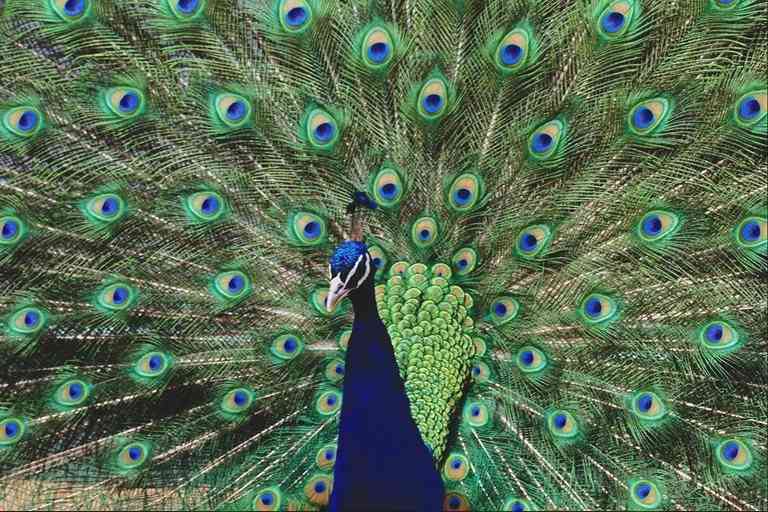 Indian Green Peacock-Close-Up-by Trudie Waltman.jpg