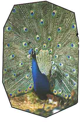 Indian Green Peacock-TR-by Trudie Waltman.jpg