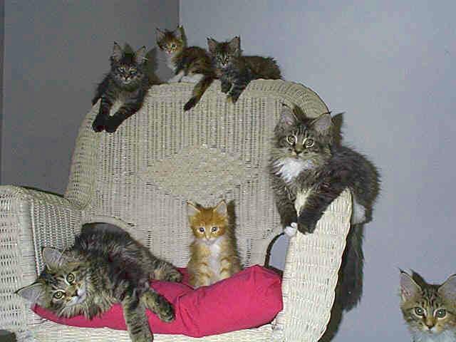 Jax   Pals 7w-House Cat Kittens-by Zydeco.jpg
