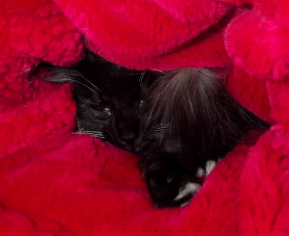 KenzBag1-Black House Cat-by Kathy Keeley.jpg