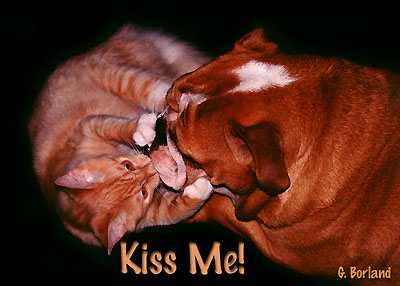 KissMe-Bulldog-and-Brown House Cat-by Gary Borland.jpg