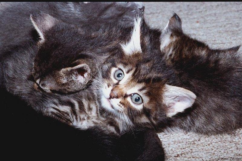 Kittens16-House Cats-by Ron Zeidler.jpg