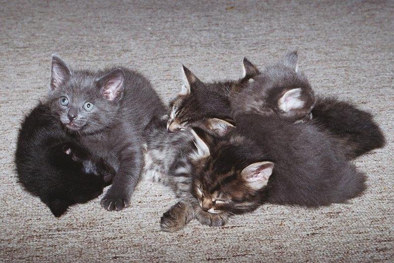 Kittens17-House Cats-by Ron Zeidler.jpg