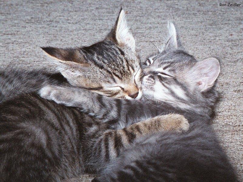 Kittens18-House Cats-by Ron Zeidler.jpg