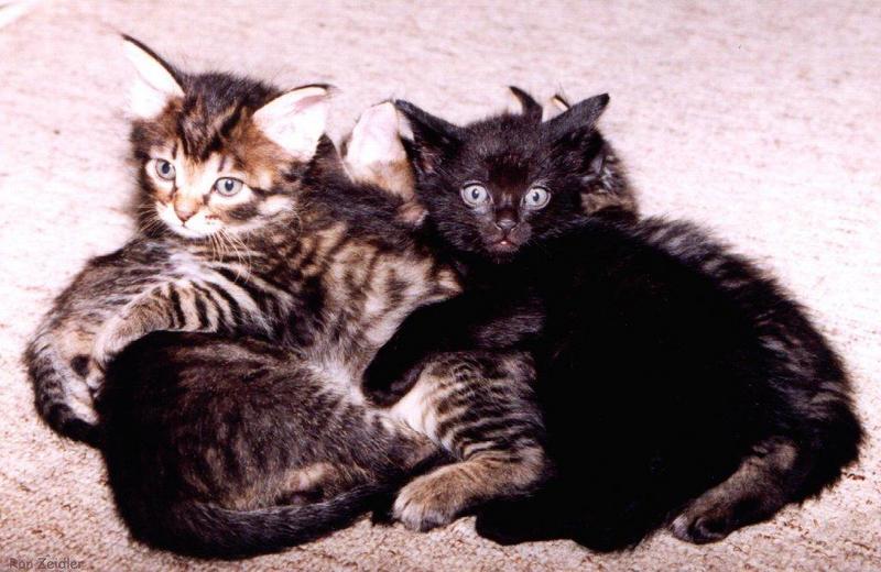 Kittens2-House Cats-by Ron Zeidler.jpg