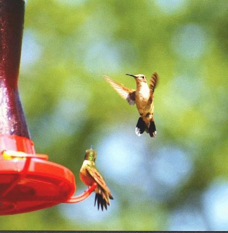 Kolibri01-Hummingbirds.jpg