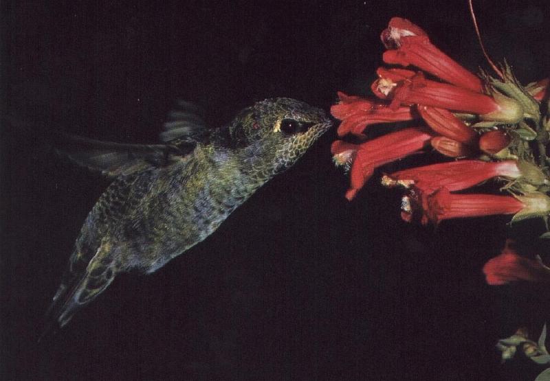 Kolibri02-Hummingbird-DeepInFlower.jpg