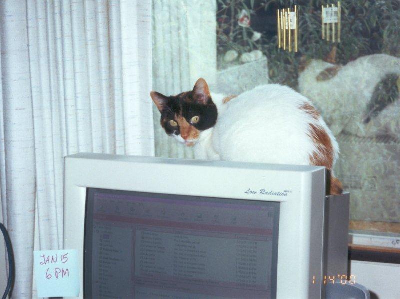 Komputin  Ko-koi-Calico House Cat-by Elizabeth Lawrence.jpg