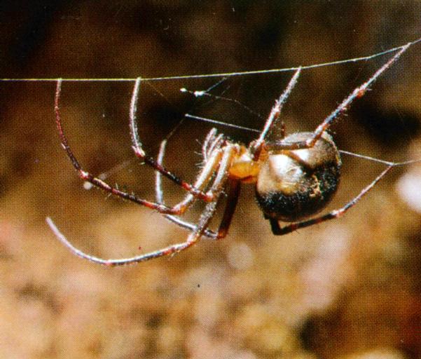 KoreanAraneae-Cave Spider J01-hanging web.jpg
