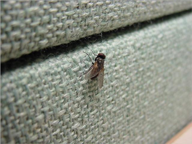 Korean Insect-Common Housefly JS002-by Jinsuk Kim.jpg