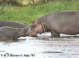 LakeManyara-Hippopotamus-1-Mom-N-Youngs-by Vern Moore.jpg