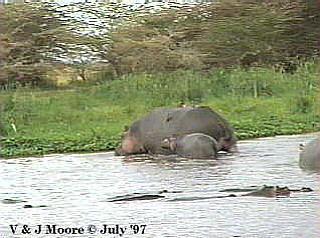 LakeManyara-Hippopotamus-2-Mom-N-Youngs-by Vern Moore.jpg