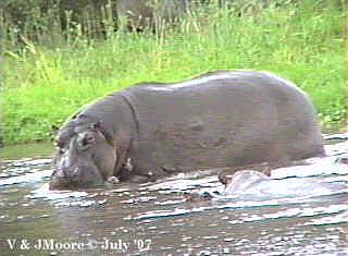 LakeManyara-Hippopotamus-3-Closeup-by Vern Moore.jpg