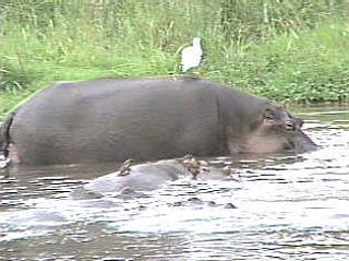 LakeManyara-Hippopotamus-4-WhiteBird-OnBack-by Vern Moore.jpg
