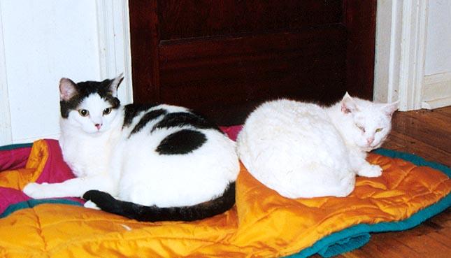 Lancelot and Delilah-White House Cats-by Denise McQuillen.jpg