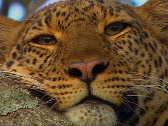 Leopard01p-captured by Mr Marmite.jpg