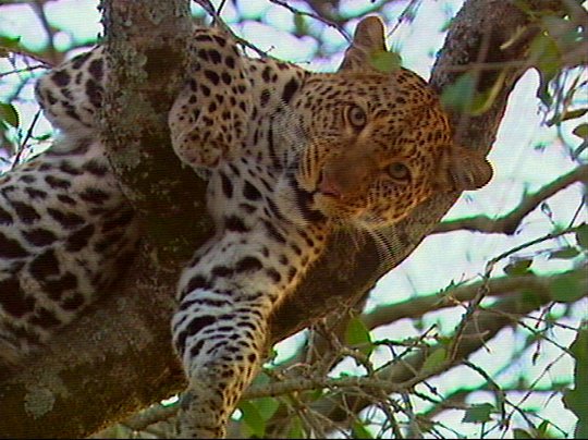 Leopard02p-captured by Mr Marmite.jpg